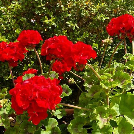Appartamento "Il Geranio" Trentinara Ngoại thất bức ảnh